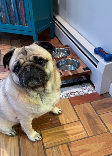 Pug with water bowl